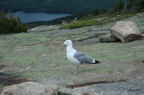 Bar Harbor  303s.jpg